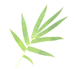 Bamboo leaf isolated on white with clipping path - stock photo
