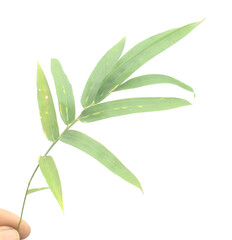 Bamboo leaf isolated on white with clipping path - stock photo
