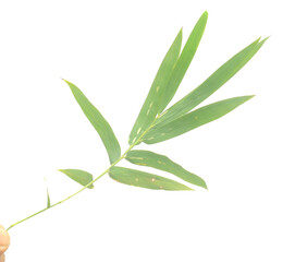 Bamboo leaf isolated on white with clipping path - stock photo
