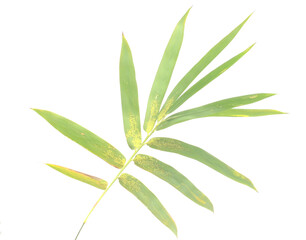 Bamboo leaf isolated on white with clipping path - stock photo
