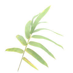 Bamboo leaf isolated on white with clipping path - stock photo
