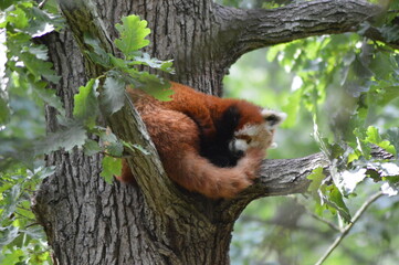 red panda sleeping on the tree
