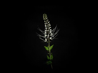 A close-up of the delicate and vibrant purple flowers of the cat's whiskers plant, showcasing its unique, spiky petals and lush green leaves. Perfect for nature lovers and gardeners.