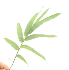 Bamboo leaf isolated on white with clipping path - stock photo
