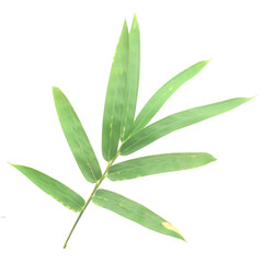Bamboo leaf isolated on white with clipping path - stock photo
