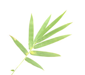 Bamboo leaf isolated on white with clipping path - stock photo
