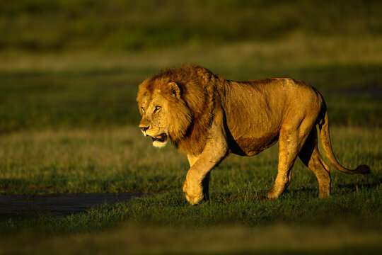 Lion (Panthera leo) male, stalking towards female lion in early morning light, Ndutu area, Ngorongoro Conservation Area (NCA) / Serengeti border, Tanzania.