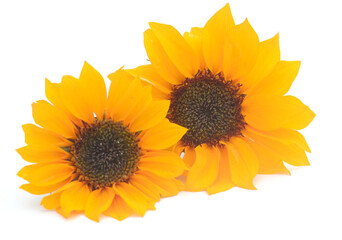 Fototapeta premium Sunflower Isolated on White - stock photo 