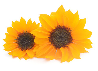 Naklejka premium Sunflower Isolated on White - stock photo 