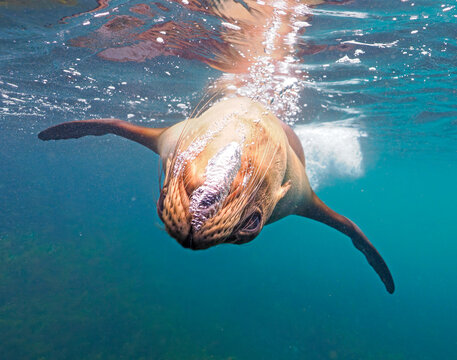 Galapagos sea lion (Zalophus wollebaeki) swimming upside down, Galapagos Islands, Pacific Ocean. Endangered.
