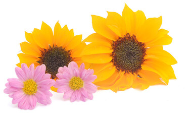 Sunflower Isolated on White - stock photo
