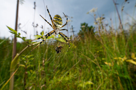 Wasp spider (Argiope bruennichi) female, resting on its web with prey in grassland, Lucerne, Switzerland. August.