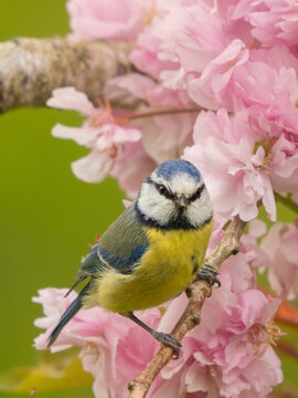 Blue tit (Cyanistes caeruleus) perched among pink blossom on ornamental Cherry (Prunus sp.) tree in spring, Wales, UK. April.