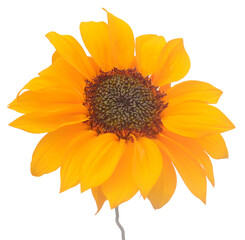 Sunflower Isolated on White - stock photo
