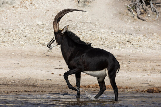 Sable (Hippotragus niger) male, walking through shallow water, Chobe National Park, Botswana.