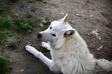 Portrait d'un loup blanc