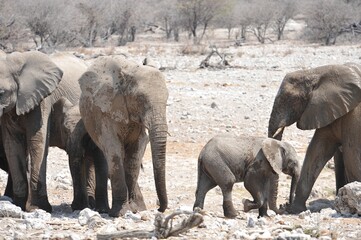 Elefanti nella savana selvaggia , in botswana africa