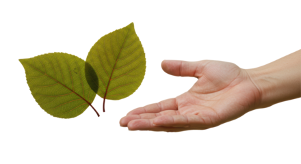 Isolated Hand Offering Leaves