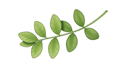 Isolated Green Leaves Branch