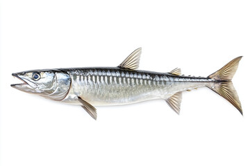 Fototapeta premium a fish with a long tail on a white background
