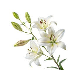 white lily isolated on transparent background, 
