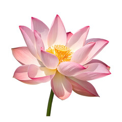 Fototapeta premium pink water lily, pink lotus flower with transparent background, 