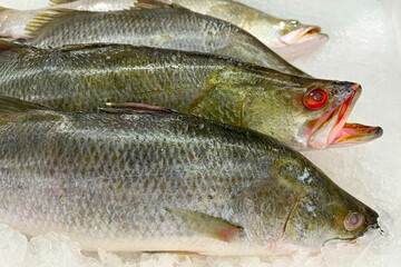 Fresh fish for sale on ice in a supermarket.