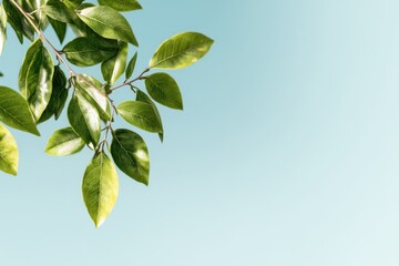 Obraz premium Spring background greenery bright tone. Lush Green Leaves Against a Soft Blue Background in Natural Light