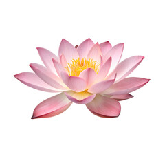 pink water lily, pink lotus flower with transparent background, 