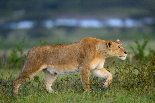 Lion (Panthera leo) female, hunting, Ndutu area, Ngorongoro Conservation Area (NCA) / Serengeti border, Tanzania. 