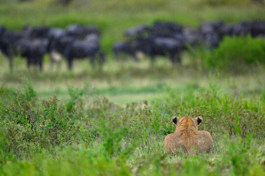Lion (Panthera leo) female, stalking a herd of White-bearded wildebeest (Connochaetes taurinus), Ndutu area, Ngorongoro Conservation Area (NCA) / Serengeti border, Tanzania. 