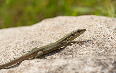 Hatay Lizard (Phoenicolacerta laevis), native to Turkey's Mediterranean region, thrives in rocky habitats with vibrant hues and remarkable adaptability to diverse environments.