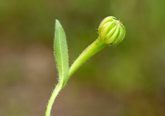 Nestled in Mediterranean landscapes, Hedypnois rhagadioloides (Cretan Hedypnois) brings gentle...