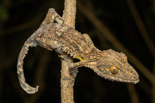 Henkel's leaf-tailed gecko (Uroplatus henkeli) resting on branch at night, Ankarana Reserve, northern Madagascar. 