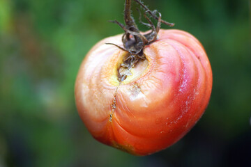 Problems of growing tomatoes: large melting of a large pink tomato hanging on a branch, deformed due to a sharp change in microclimate (fluctuations in temperature and/or soil moisture).