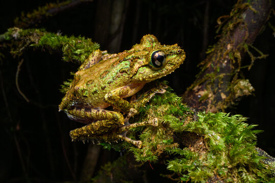 Madagascar mossy frog (Spinomantis aglavei) resting on moss-covered branch at night, Maromizaha Forest, near Andasibe-Mantadia National Park, eastern Madagascar. 