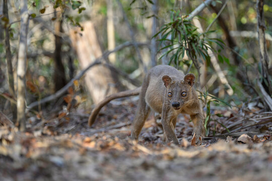 Fosa (Cryptoprocta ferox) female, prowling on forest floor in dry deciduous forest, Kirindy, Menabe, western Madagascar. 