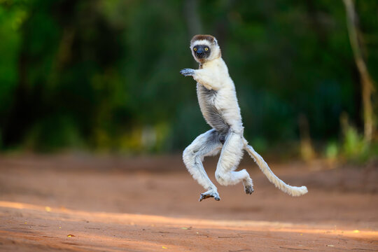 Verreaux's sifaka (Propithecus verreauxi) male, bounding across open ground in early morning sunshine, Berenty Private Reserve, southern Madagascar. Critically endangered. 