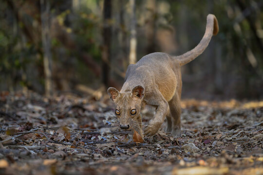 Fosa (Cryptoprocta ferox) female, prowling on forest floor in dry deciduous forest, Kirindy, Menabe, western Madagascar. 