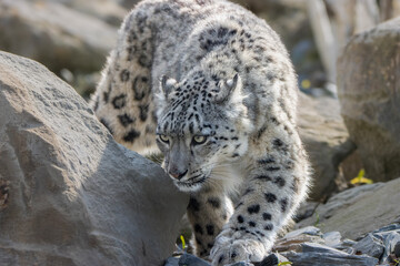 Snow leopard