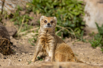Yellow mongoose