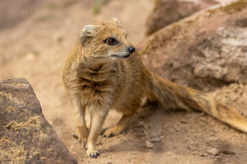 Yellow mongoose