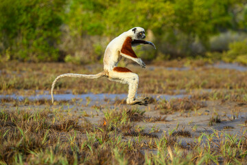 Coquerel's sifaka (Propithecus coquereli) male, bounding over open ground between mangroves and deciduous forest edge, Anjajavy Private Reserve, north west Madagascar. Critically endangered. 
