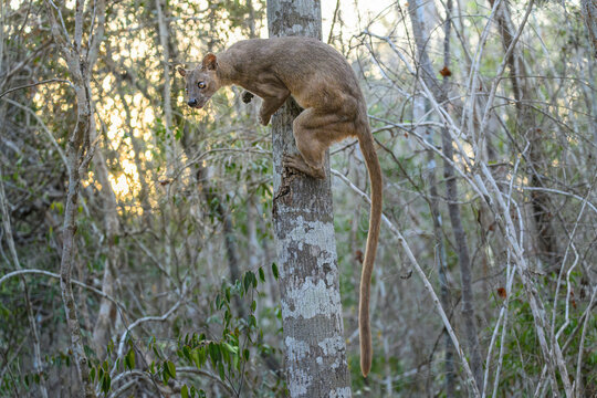 Fosa (Cryptoprocta ferox) female, climbing tree in dry deciduous forest, Kirindy, Menabe, western Madagascar. 