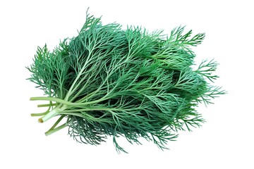 A high-resolution photo of fresh dill