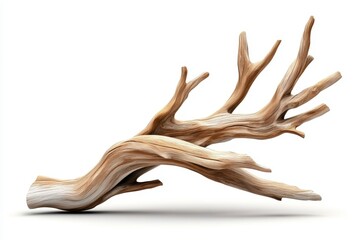 Fototapeta premium Natural driftwood sculpture artistic display indoor environment unique perspective creative concept