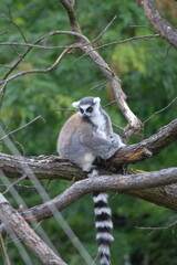 Fototapeta premium ring tailed lemur