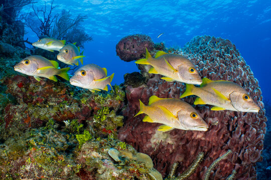 School of Schoolmasters (Lutjanus apodus) swimming near a Barrel sponge (Xestospongia muta) on a coral reef, Bloody Bay Wall, Little Cayman, Cayman Islands, British West Indies, Caribbean Sea. 