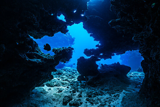 French angelfish (Pomacanthus paru) swimming through a coral cavern, East End, Grand Cayman, Cayman Islands, British West Indies, Caribbean Sea. 