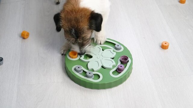 Dog looking for treats in Interactive educational toy feeder for dogs and cats. Intellectual game for dogs. and training of nose work with pet. brain game training for dogs